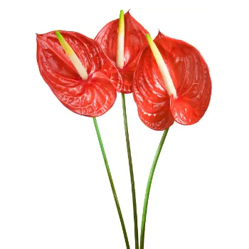 Red Tropical Flower